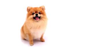Stop And Think Before Buying Dogs From Abroad Says Vet Bbc News