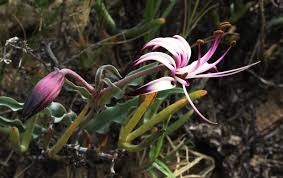 Image result for Ornithoglossum