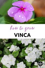 How To Grow Periwinkle Vinca Vinca Periwinkle Plant Periwinkle Flowers