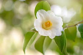 Image result for Camellia sinensis