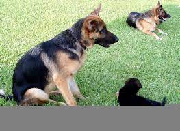 Michael is waiting for his family in spring hill. German Shepherds Bred Work For Search And Rescue Red Cross Helpers Herding Dogs Guard Dogs Police Dog German Shepherd Breeders German Shepherd Herding Dogs