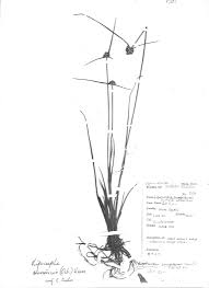 Image result for Lipocarpha