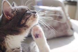 6 Home Remedies For Fleas On Cats