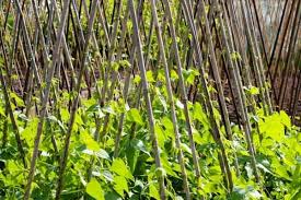 See more ideas about plants, indoor plants, planting flowers. 10 Best Climbing Vegetable Plants Urban Garden Gal
