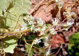 Image result for Cuscuta suaveolens