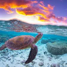Sea Turtle Over Under Ocean Animals Ocean Creatures Baby Sea Turtles