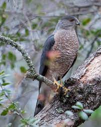 Roseville, california census data & community profile. Rocklin Wildlife