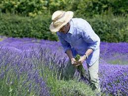 Man glaubte sich in stapel bei horstedt in der französischen provence: Lavendel Ernten Und Zuruckschneiden Garten Ch