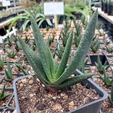 Image result for Aloe veseyi