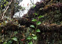 To the west, it shares part of its border with perak. Mossy Forest Blindbild