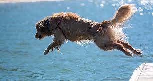 Maybe you would like to learn more about one of these? Which Bones Are Safe For Dogs Gallant