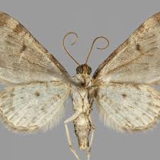 Image result for Eupithecia orphnata