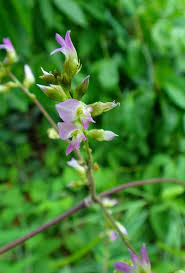 Image result for Ophrestia radicosa