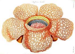 Rafflesia Arnoldii 1822