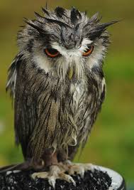 Black Bird With Spiky Hair Emilialua Awesome Owls Pet Birds Beautiful Owl