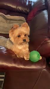 Tyken wants mommy and daddy to play ❤️