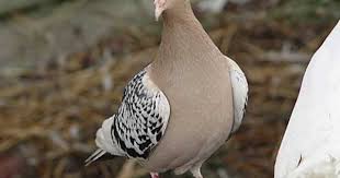 Bird On The Run Pittsburgh Pa Pigeon Dove Rp Pigeon Breeds Pigeon Pictures Pigeon