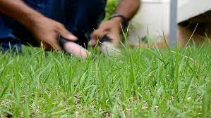 Birgitkorber from fotolia with permission. Hd1080 Gardener Cutting The Grass With Stock Footage Video 100 Royalty Free 12191414 Shutterstock