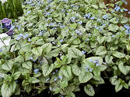 Discover perennial flowering vines you can grow in containers. 1 500 Varieties Of Hardy Perennials Including Ornamental Grasses Hosta Daylilies Clematis Groundcovers Vines Unusual Shrubs Water Plants