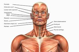 Naming skeletal muscles according to a number of criteria: Face Neck Anatomy Human Anatomy Neck Muscle Anatomy