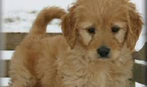 If you are looking for a great family pet, then a goldendoodle is the perfect choice. Breeders Indiana