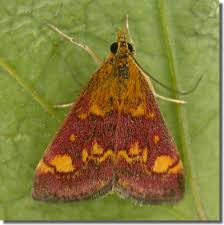 Image result for Pyrausta aurata