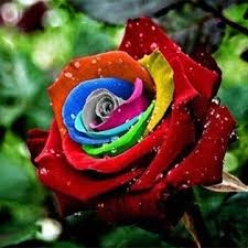 Pin On Fairy Garden