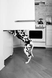 We did not find results for: 45 Dalimations Ideas Dalmatian Dalmatian Puppy Dog Cat