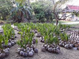 Kelapa matagkelapa matag ialah kelapa hibrid yang dihasilkan daripada pendebungaan silang kelapa rendah malaya dan kelapa tagnanan. Benih Kelapa Matag Home Facebook