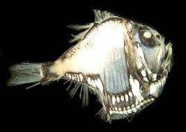 Pictures Deep Sea Creatures Deep Sea Fishing Sea Fish