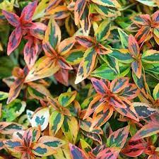 Compact shrub with erect branches and interesting corky bark. 23 Of The Best Variegated Shrubs For Your Landscape Gardener S Path