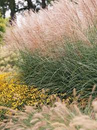 15 Ways To Use Ornamental Grasses Grasses Landscaping Ornamental Grasses Grasses Garden
