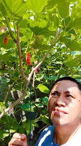 tribute song Kay Yaya Elia Camacho Fernandez Rest in peace magkita namu ni  mama REBECCA in heaven 😭 #greenvalleySDAchurch #sadmoment