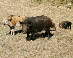 Wild boars are creatures found in various types of biomes, appearing in groups of 5 to 10 individuals. Feral Pig Wikipedia