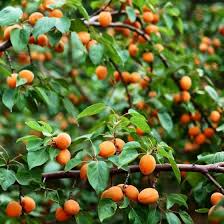 Control brown rot (fungal disease) with a chlorothalonil spray on the branches just before bloom and after each rain during bloom, or choose the harglow apricot species, which is resistant to brown rot. The Wenatchee Apricot Tree And Delicious Wenatchee Apricots Minnetonka Orchards
