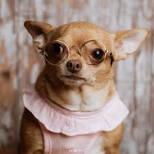 Chihuahua Sivava Cinsi Kopek Bakimi Ve Ozellikleri