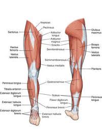 Pretty much all muscles are affected when training with barbells, especially if doing muscles used: Leg Anatomy Definition Of Leg Anatomy By Medical Dictionary