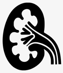 Kidney Kidney Png Black And White Transparent Png Transparent Png Image Pngitem Check out our cartoon background selection for the very best in unique or custom, handmade pieces from our digital shops. kidney kidney png black and white