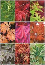 9 Japanese Maple Trees For Fall Color Maple Trees Types Japanese Maple Tree Japanese Tree