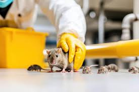 Rodent control services for rats and mice