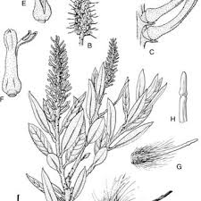 Image result for Faurea racemosa