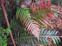 Image result for Blechnum attenuatum