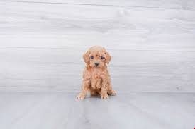 Puppies, breeders and rescue pages. F1b Cockapoo Puppy