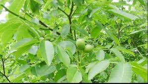 Plantarea poate avea loc chiar si in timpul iernii. Blestemul Nucului Ce Se IntamplÄƒ DÄƒcÄƒ Plantezi Un Nuc Este Mai RÄƒu Decat VÄƒ ImaginaÅ£i