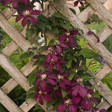 Check spelling or type a new query. Clematis Niobe Buy Clematis Perennials Online