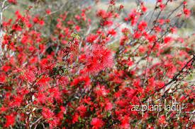 Angelonia is a tough plant that provides excellent color in the heat of low desert arizona summers. Full Of Flowering Flowering All Year Long Azplantlady Com