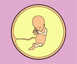 15 Weeks Pregnant Pregnancy Start4life