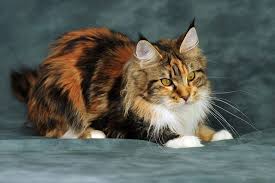 pin on maine coon cats