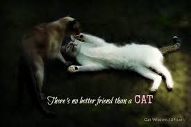 And like dog friendship, cat friendship is pure; Caturday Inspiration Cat Wisdom 101 Everything Feline Since 2011