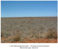 Image result for Salsola rabieana